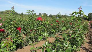 Le mancozèbe, troisième molécule la plus vendue, est un fongicide utilisé pour de nombreuses cultures ornementales, y compris les rosiers. ©L. Hespel